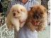 PoulaTo: Chow Chow